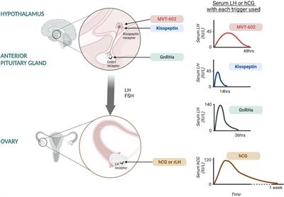 Use of kisspeptin to trigger oocyte maturation during in vitro fertilisation (IVF) treatment